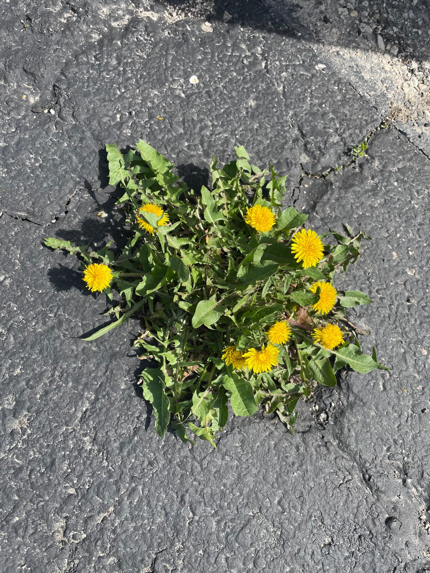 Why Does Everyone Hate Dandelions Print 8"x10"